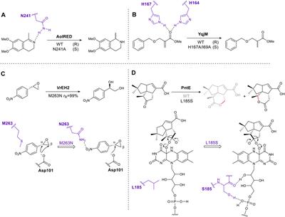 Redesigning Enzymes for Biocatalysis: Exploiting Structural Understanding for Improved Selectivity